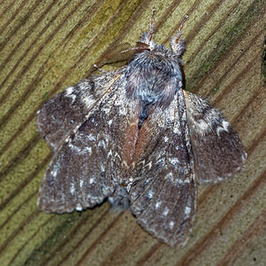 Stauropus fagi (Notodontidae)  - Ecureuil, Staurope du Hêtre, Bombyx du Hêtre - Lobster Moth Cote-d'Or [France] 14/07/2017 - 420m