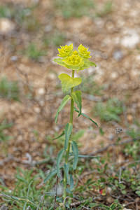 Euphorbia serrata (Euphorbiaceae)  - Euphorbe dentée Valence [Espagne] 30/04/2018 - 650m