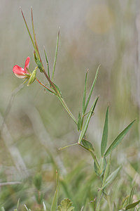 Lathyrus cicera (Fabaceae)  - Gesse pois-chiche, Gessette, Jarosse - Red Vetchling Valence [Espagne] 30/04/2018 - 650m