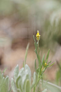 Linaria simplex (Plantaginaceae)  - Linaire simple Valence [Espagne] 30/04/2018 - 650m