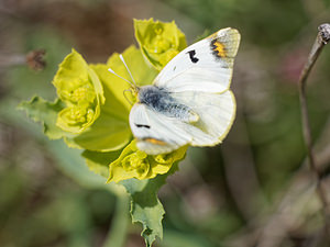 Zegris eupheme (Pieridae)  - Aurore d'Esper, piéride du raifort - Sooty orange tip Valence [Espagne] 30/04/2018 - 650m