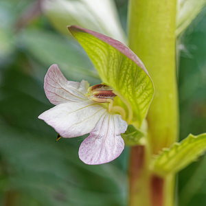 Acanthus mollis (Acanthaceae)  - Acanthe à feuilles molles, Acanthe molle - Bear's-breech Serrania de Ronda [Espagne] 10/05/2018 - 460m