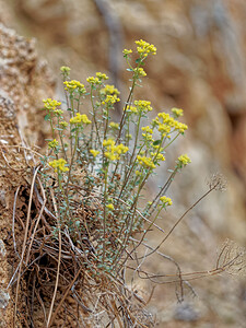 Alyssum serpyllifolium (Brassicaceae)  - Allysson à feuilles de Serpolet, Alysse à feuilles de Serpolet Serrania de Ronda [Espagne] 08/05/2018 - 960m