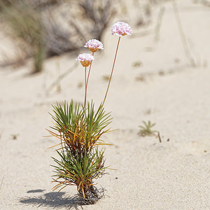 Armeria pungens (Plumbaginaceae)  - Armérie piquante, Arméria piquante El Condado [Espagne] 11/05/2018 - 10m