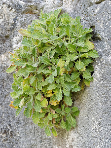 Biscutella frutescens (Brassicaceae)  - Biscutelle buissonante Sierra de Cadix [Espagne] 08/05/2018 - 830m