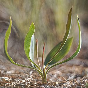 Bupleurum rigidum Buplèvre rigide, Buplèvre raide