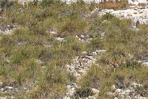 Capra pyrenaica (Bovidae)  - Bouquetin ibérique, Bouquetin d'Espagne - Iberian Wild Goat, Spanish Ibex, Pyrenean Ibex Albacete [Espagne] 01/05/2018 - 540m