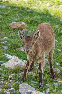 Capra pyrenaica (Bovidae)  - Bouquetin ibérique, Bouquetin d'Espagne - Iberian Wild Goat, Spanish Ibex, Pyrenean Ibex Sierra de Cadix [Espagne] 08/05/2018 - 1040m