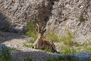 Capra pyrenaica (Bovidae)  - Bouquetin ibérique, Bouquetin d'Espagne - Iberian Wild Goat, Spanish Ibex, Pyrenean Ibex Sierra de Cadix [Espagne] 08/05/2018 - 1040m