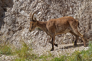 Capra pyrenaica (Bovidae)  - Bouquetin ibérique, Bouquetin d'Espagne - Iberian Wild Goat, Spanish Ibex, Pyrenean Ibex Sierra de Cadix [Espagne] 08/05/2018 - 1040m