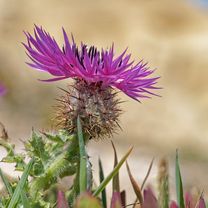 Centaurea polyacantha (Asteraceae)  - Centaurée à nombreux aiguillons Lisbonne [Portugal] 13/05/2018 - 30m