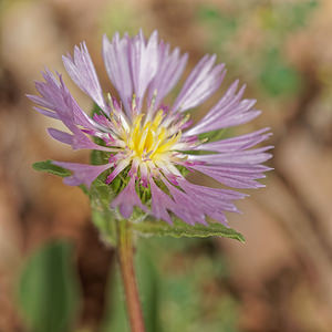 Centaurea pullata Centaurée brune, Centaurée bordée de noir, Centaurée en deuil