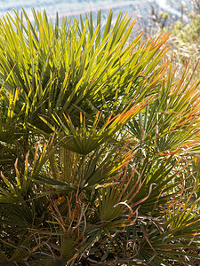 Chamaerops humilis (Arecaceae)  - Chamaerops humble, Chamaerops nain, Faux palmier doum, Palmier nain, Chamérops nain Almeria [Espagne] 05/05/2018 - 190m