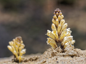 Cistanche phelypaea (Orobanchaceae)  - Cistanche phélypée, Orobanche des teinturiers, Phélypée du Portugal Almeria [Espagne] 03/05/2018 - 540m