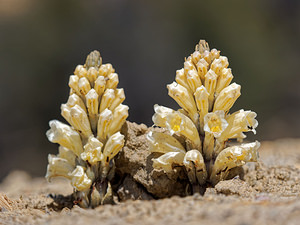 Cistanche phelypaea (Orobanchaceae)  - Cistanche phélypée, Orobanche des teinturiers, Phélypée du Portugal Almeria [Espagne] 03/05/2018 - 540m