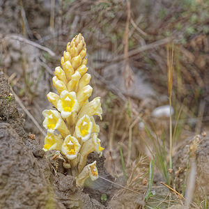 Cistanche phelypaea (Orobanchaceae)  - Cistanche phélypée, Orobanche des teinturiers, Phélypée du Portugal Almeria [Espagne] 04/05/2018 - 310m