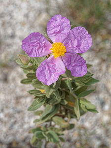 Cistus albidus Ciste blanc, Ciste mâle à feuilles blanches, Ciste cotonneux Grey-leaved Cistus