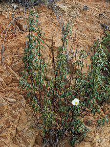 Cistus ladanifer (Cistaceae)  - Ciste à gomme, Ciste ladanifère - Gum Rock-rose Serrania de Ronda [Espagne] 08/05/2018 - 960mici avec fleurs non t?ch?es