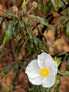 Cistus ladanifer (Cistaceae)  - Ciste à gomme, Ciste ladanifère - Gum Rock-rose Serrania de Ronda [Espagne] 08/05/2018 - 960mici avec fleurs non t?ch?es