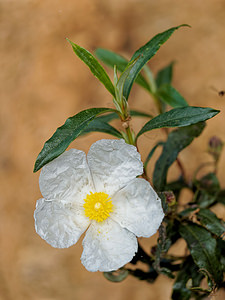 Cistus ladanifer Ciste à gomme, Ciste ladanifère Gum Rock-rose