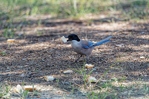 Cyanopica cyanus Pie bleue