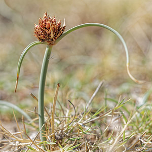 Cyperus capitatus (Cyperaceae)  - Souchet en tête, Souchet en bouquet arrondi, Souchet à têtes Almeria [Espagne] 04/05/2018 - 20m