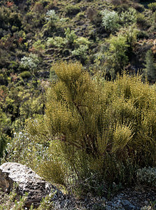 Ephedra major (Ephedraceae)  - Éphèdre des monts Nébrodes, Grand éphédra, Grand éphèdre, Éphèdre de Villars Albacete [Espagne] 01/05/2018 - 540m