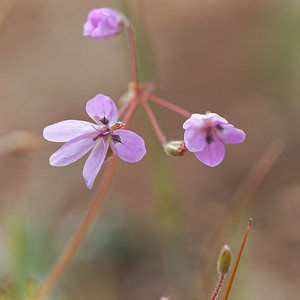 Erodium primulaceum (Geraniaceae)  - Erodium primulacé Serrania de Ronda [Espagne] 07/05/2018 - 1250m