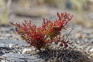 Fagonia cretica (Zygophyllaceae)  - Fagonie de Crête Almeria [Espagne] 03/05/2018 - 440m