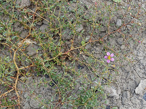 Fagonia cretica (Zygophyllaceae)  - Fagonie de Crête Almeria [Espagne] 04/05/2018 - 310m