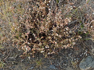 Frankenia corymbosa (Frankeniaceae)  - Frankenie en corymbe Almeria [Espagne] 04/05/2018 - 280m