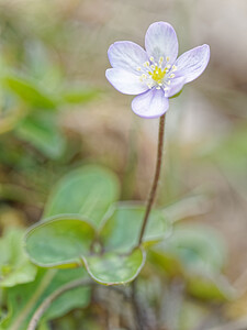 Hepatica nobilis Hépatique à trois lobes, Hépatique noble, Anémone hépatique Liverleaf