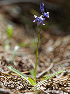 Hyacinthoides hispanica (Asparagaceae)  - Fausse jacinthe d'Espagne, Jacinthe d'Espagne - Spanish Bluebell Costa del Sol Occidental [Espagne] 06/05/2018 - 1210m