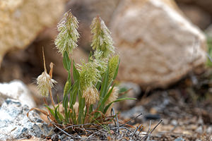 Lamarckia aurea (Poaceae)  - Lamarckie dorée, Crételle dorée - Golden Dog's-tail Almeria [Espagne] 05/05/2018 - 380m