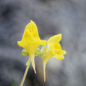 Linaria platycalyx (Plantaginaceae)  - Linaire à calice aplati Sierra de Cadix [Espagne] 08/05/2018 - 830m