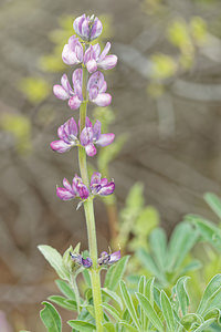 Lupinus hispanicus (Fabaceae)  - Lupin d'Espagne Serrania de Ronda [Espagne] 08/05/2018 - 850m