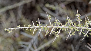 Lycium intricatum (Solanaceae)  - Lycium imbriqué Almeria [Espagne] 04/05/2018 - 310m