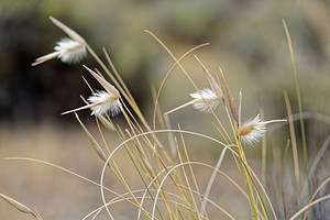 Lygeum spartum (Poaceae)  - Lygéum faux sparte Almeria [Espagne] 04/05/2018 - 280m