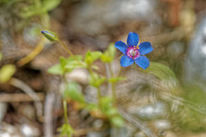 Lysimachia foemina (Primulaceae)  - Lysimaque bleue, Mouron femelle, Mouron bleu - Blue Pimpernel Sierra de Cadix [Espagne] 08/05/2018 - 830m