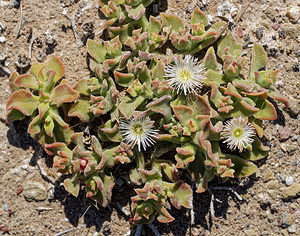 Mesembryanthemum crystallinum (Aizoaceae)  - Gros-pourpier - Common Iceplant Almeria [Espagne] 04/05/2018 - 20m