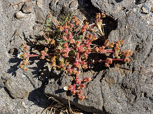 Mesembryanthemum nodiflorum (Aizoaceae)  - Ficoïde à fleurs nodales, Mésembryanthème à fleurs nodales Almeria [Espagne] 03/05/2018 - 330m