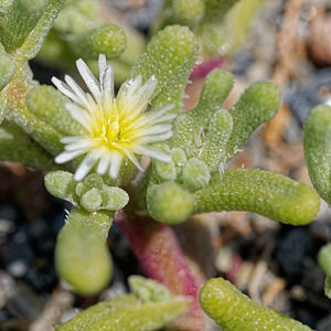 Mesembryanthemum nodiflorum (Aizoaceae)  - Ficoïde à fleurs nodales, Mésembryanthème à fleurs nodales Almeria [Espagne] 04/05/2018 - 320m