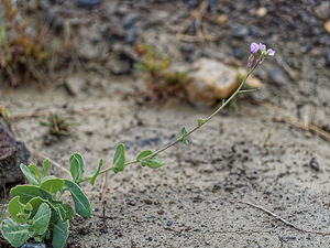 Moricandia foetida (Brassicaceae)  - Moricandie fétide Almeria [Espagne] 04/05/2018 - 310m