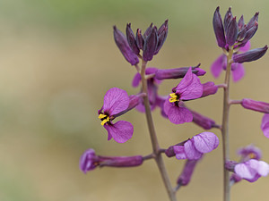 Moricandia moricanthioides (Brassicaceae)  - Moricandie fausse-moricandie Serrania de Ronda [Espagne] 07/05/2018 - 1290m