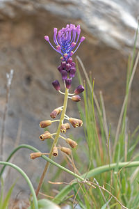 Muscari comosum (Asparagaceae)  - Muscari chevelu, Muscari à toupet, Muscari chevelu, Muscari à toupet - Tassel Hyacinth Serrania de Ronda [Espagne] 07/05/2018 - 1210m