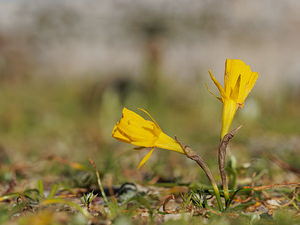 Narcissus bulbocodium (Amaryllidaceae)  - Narcisse bulbocodium, Trompette de Méduse, Narcisse trompette - Hoop-petticoat Daffodil Lisbonne [Portugal] 12/05/2018 - 650m