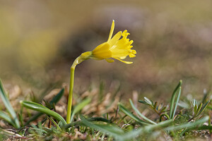 Narcissus jacetanus (Amaryllidaceae)  - Narcisse de Jacétanie Liebana [Espagne] 23/05/2018 - 1820m