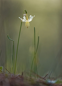 Narcissus triandrus Narcisse à trois étamines Angel's-tears