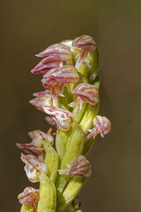 Neotinea maculata (Orchidaceae)  - Néotinée maculée, Orchis maculé - Dense-flowered Orchid Jaen [Espagne] 02/05/2018 - 730m