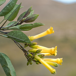 Nicotiana glauca (Solanaceae)  - Tabac glauque - Tree Tobacco Almeria [Espagne] 05/05/2018 - 360m
